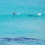 shark