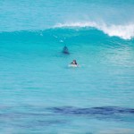 shark2