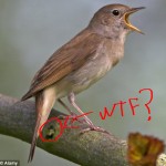 birdshit